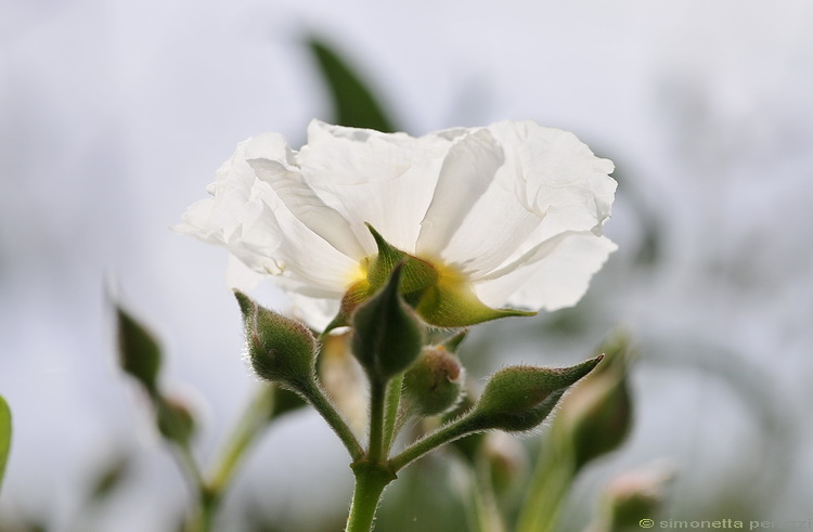 Cistus laurifolius / Cisto maggiore